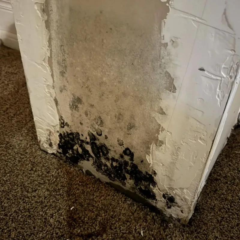 Professional Mold Removal in Sedona, AZ